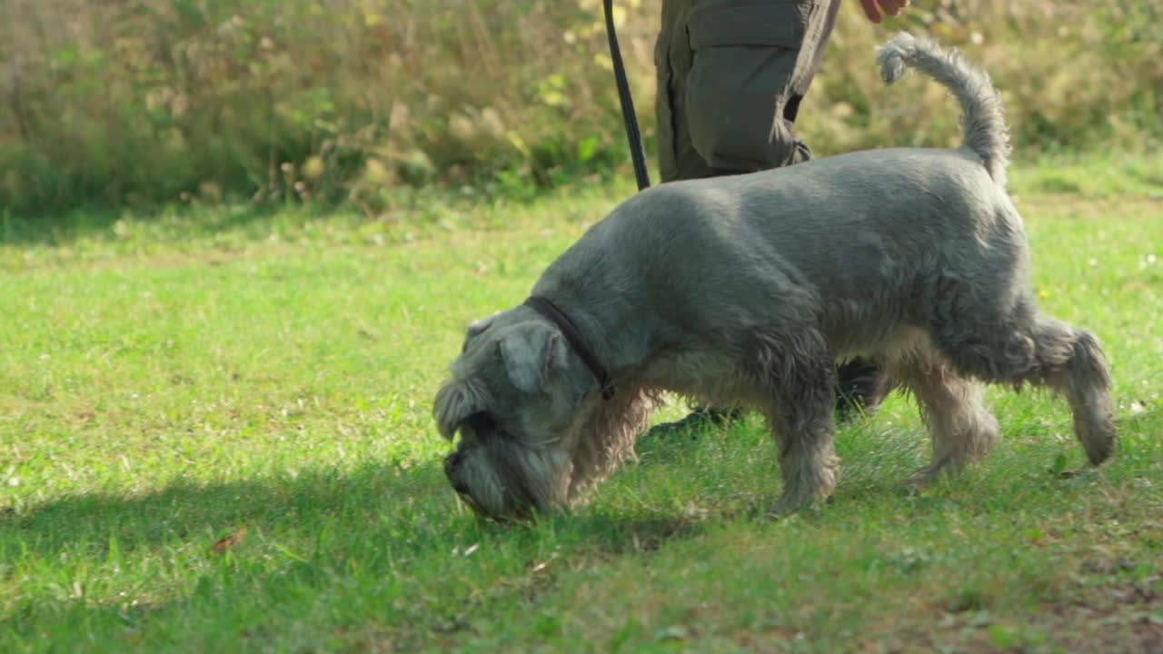 잔디를 통해 스니핑 가죽 끈에 개