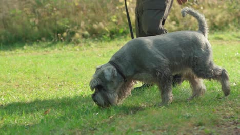 dog on a leash sniffing through grass