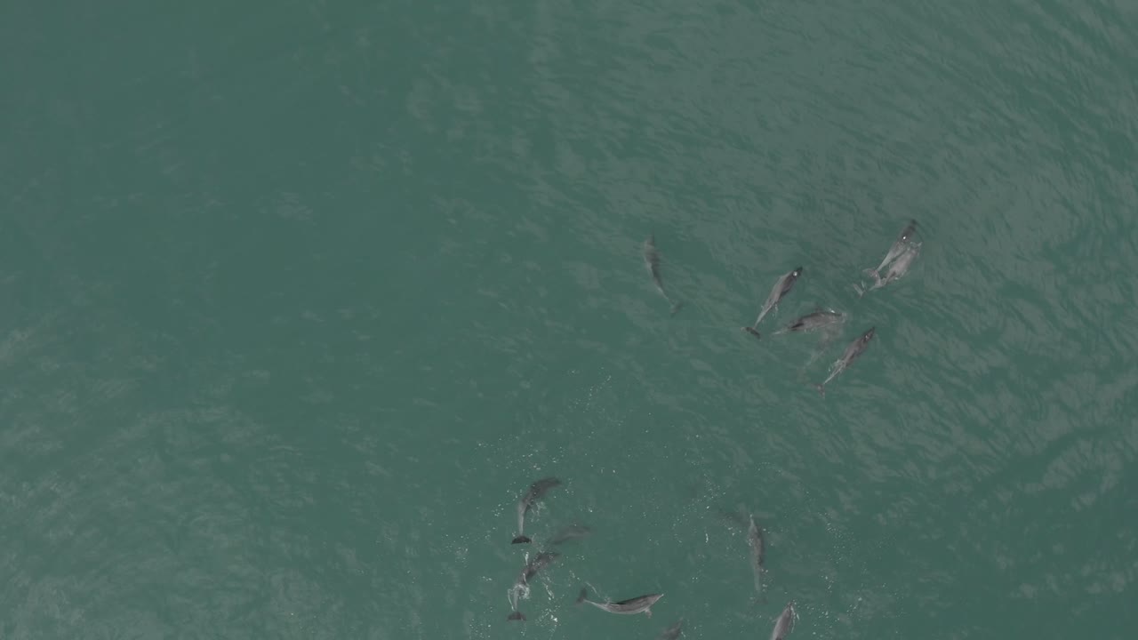 vista de pájaro de una vaina en vleesbaai western cape sudáfrica