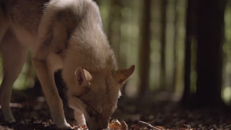 un perro lobo olfateando en el bosque
