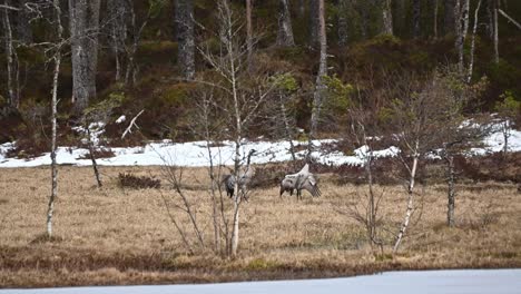 Männlicher-Kranich-Besteigt-Weibchen-Während-Der-Paarung-Im-Frühling-In-Norwegen