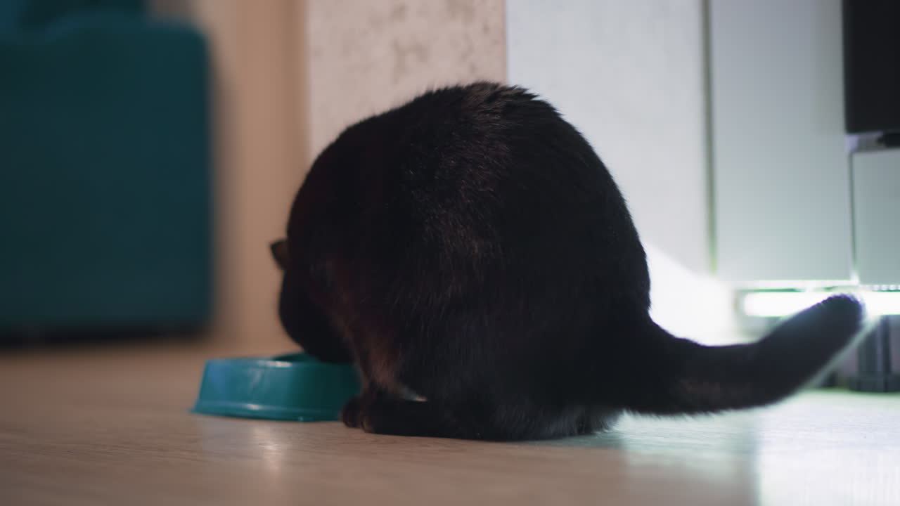 Serene Domestic Scene With Feline Savoring Nighttime Snack Under Soft Glow, Tranquil Household Moment Showing Black Cat Enjoying Latenight Treat Beneath Gentle LED Lighting On Floor