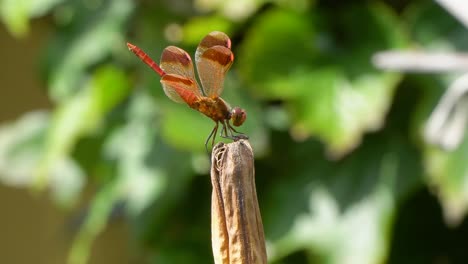 firecracker skimmer red dragonfly perched on rot dry plant raised up his tail and take wing or take off macro , close-up korea