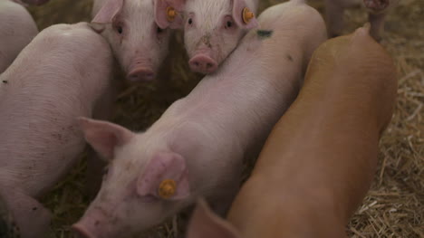 pigs on livestock farm pig farming young piglets at stable 59