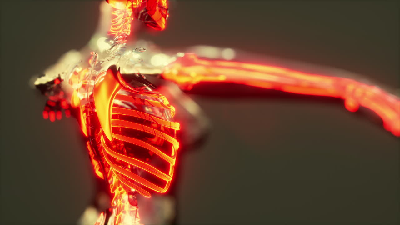 exploración de la anatomía del esqueleto humano