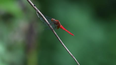 Un-Individuo-Posado-En-Una-Ramita-Mientras-Mueve-La-Cabeza,-Un-Bokeh-Verde-Moviéndose-Con-Algo-De-Viento