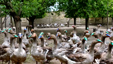 flock of broiler domestic geese on the farm