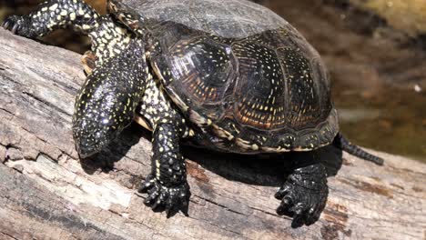 european pond turtle sitting on a tree trunk in a lake sun basking, close up