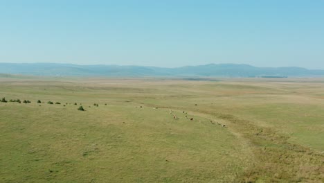 Domestic-Cows-Grazing-On-Countryside-Pasture-With-Bright-Blue-Sky-In-Background