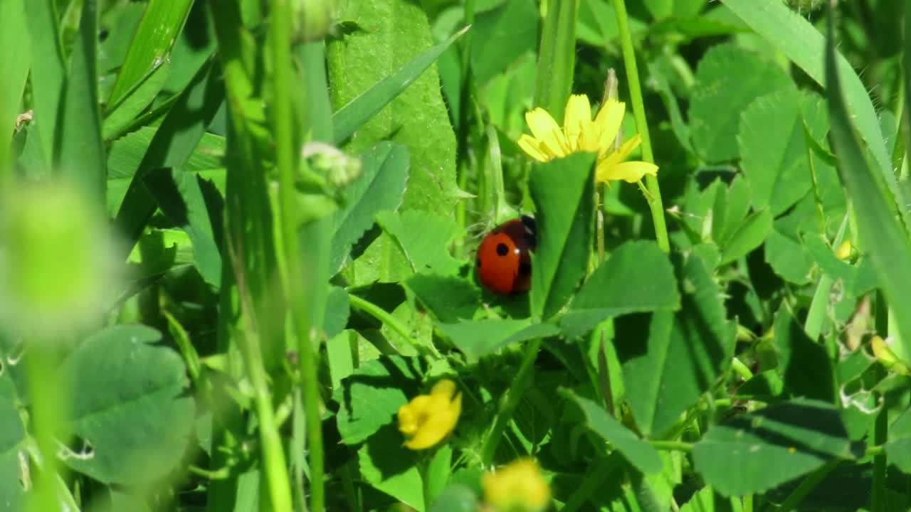 Ladybird insect on plant leaves and flowers