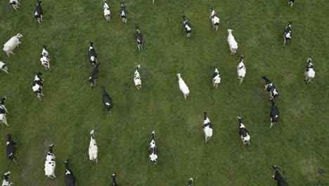 Aerial-Top-View-Of-Dairy-Cows-Herd-Walking-On-Pasture-Field