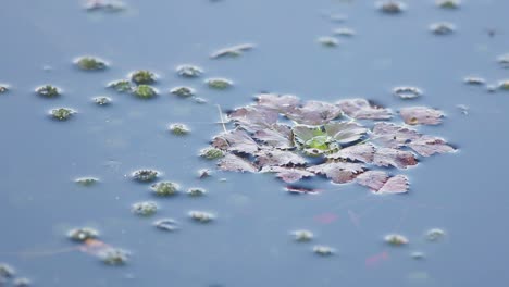 Water-caltrop,-chestnut,-buffalo-nut,-bat-nut,-devil-pod,-ling-nut,-lin-kok,-ling-kio-nut,-mustache-nut,-singhada-in-lake-Pokrata-in-summer