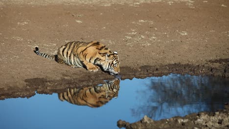 adolescente bengaalse tijger weerspiegelt in de middagvijver terwijl hij water drinkt