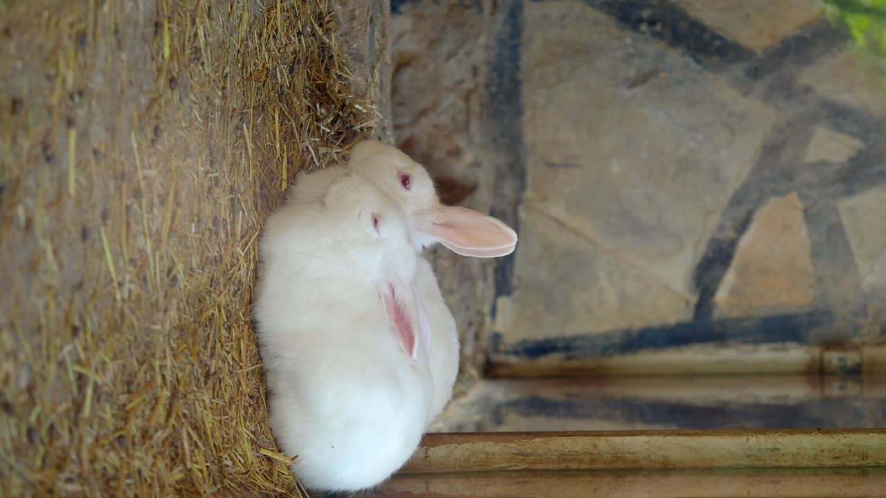 Two White Rabbits in a Barn