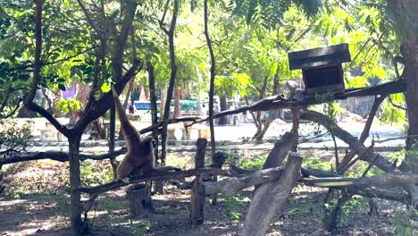 el gibón se mueve a través de los árboles en el zoológico de khao kheow