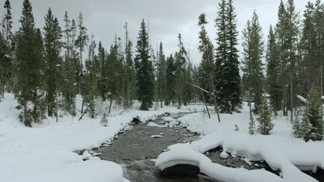 Creek-quietly-flows-through-snow-covered-evergreen-forest-in-winter