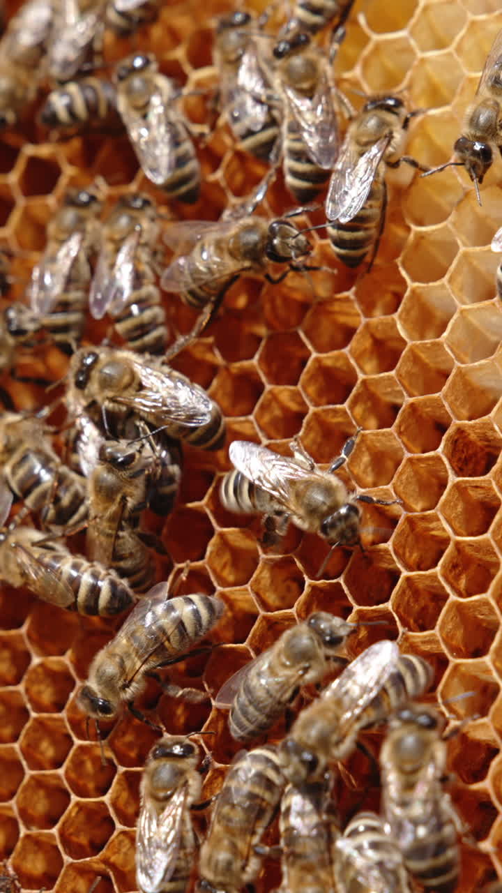 Bee insects crawl over the wax cells. Honey bees busy with their work on honeycomb. Close up. Vertical video