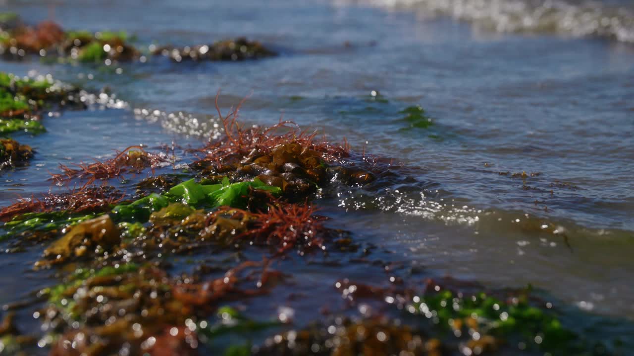 água do mar criando pequenas ondas com musgo verde e vermelho na praia em slow motion