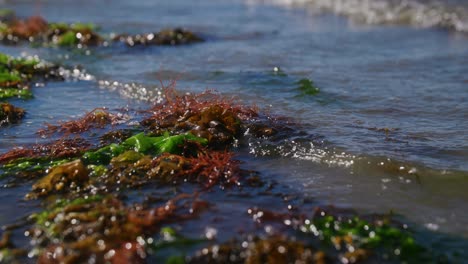 Wasser-Aus-Dem-Meer,-Das-Kleine-Wellen-Mit-Grünem-Und-Rotem-Moos-Am-Strand-In-Zeitlupe-Erzeugt