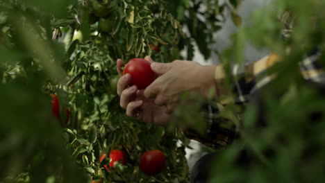 hombre recogiendo tomates en el invernadero