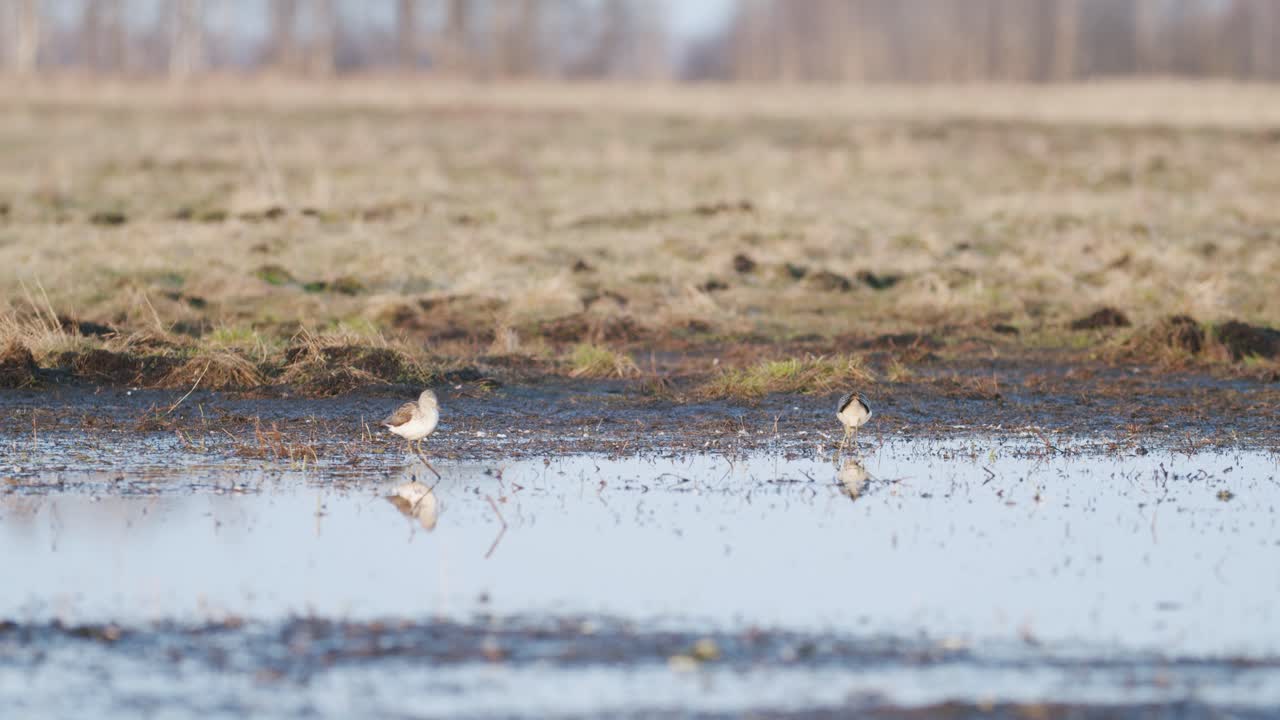 Commong greenshank feeding in wetland during spring migration
