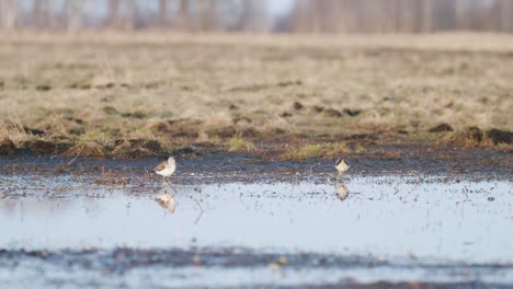 Commong-Greenshank-Alimentación-En-Humedales-Durante-La-Migración-De-Primavera