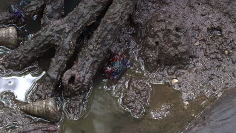 Face-banded-crab-foraging-on-the-sediments-around-the-mangrove-roots-in-the-mudflats,-close-up-shot-capturing-the-marine-creature-during-low-tide-period