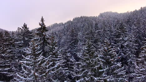 Luftaufnahme-Eines-Waldes-Bei-Starkem-Schneefall