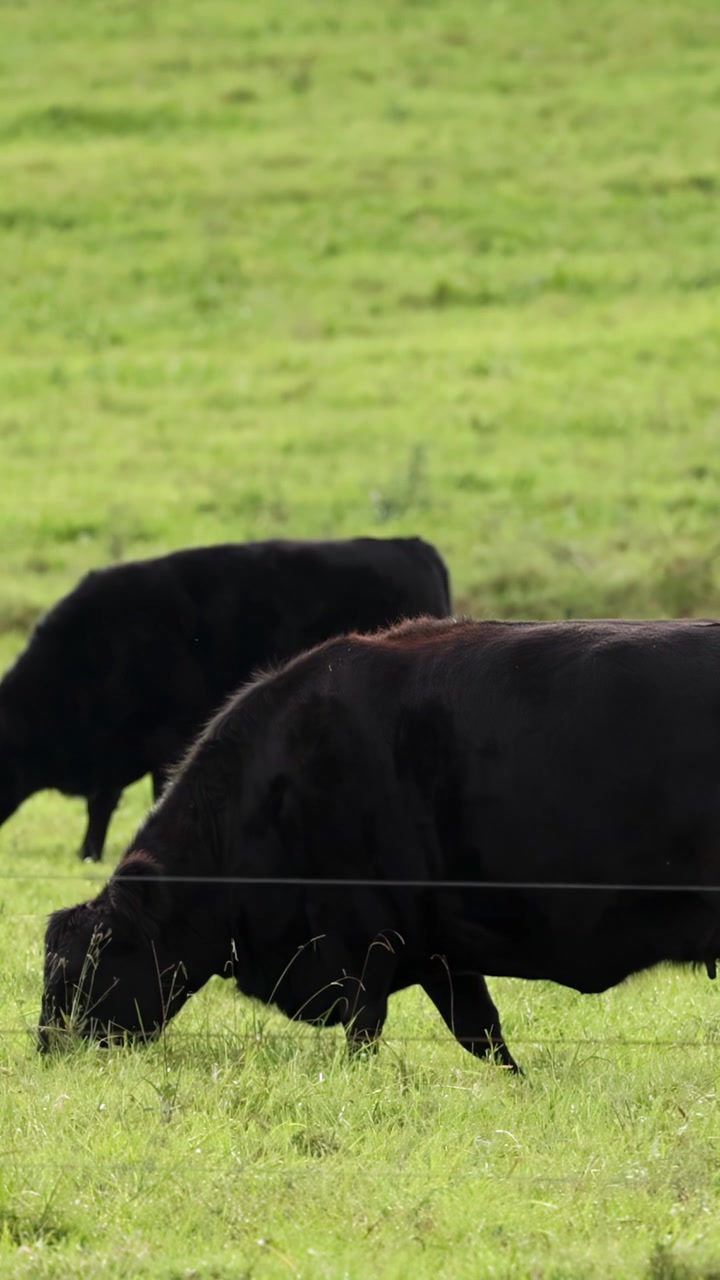 Due bovini Black Angus pascolano tranquillamente su un campo erboso illuminato dal sole. La telecamera rimane ferma, catturando la luce naturale del giorno e un'atmosfera rurale pacifica