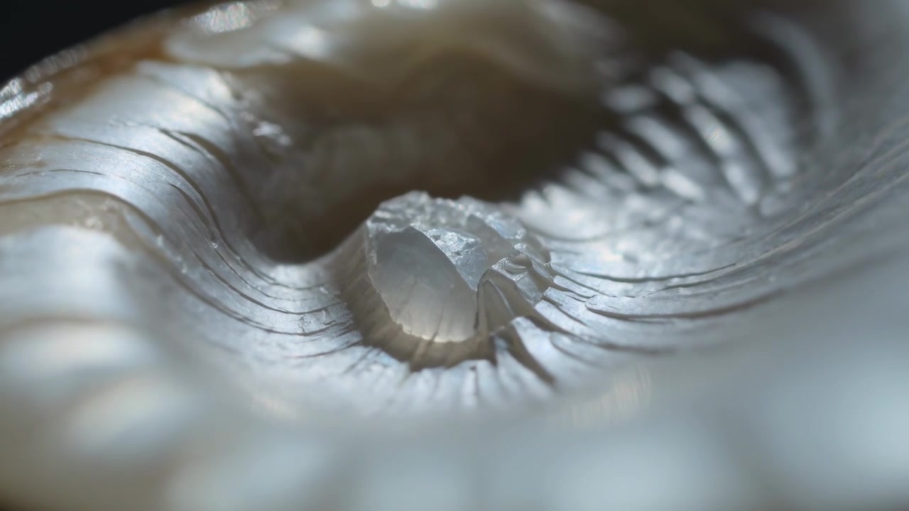 Pulling back camera revealing pearl-like nodule resting in mollusk shell cavity to highlight nacre