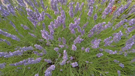 honey bees and bumblebees collecting pollen from a lavender plant