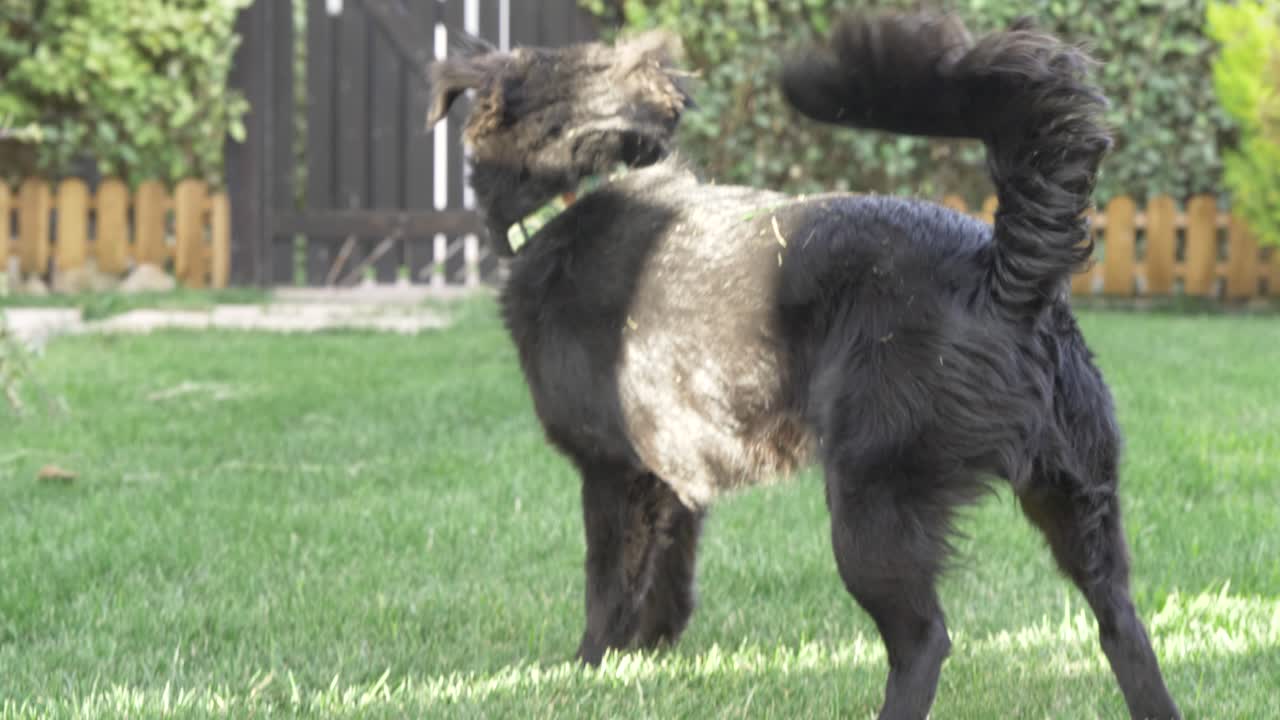 밖에서 카메라를 보고 있는 개