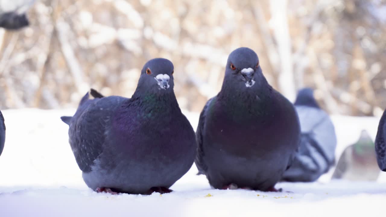 눈 속에서 먹이를 먹는 비둘기