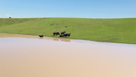 idyllic view of cows at the sloping hills and lake at california central valley, usa