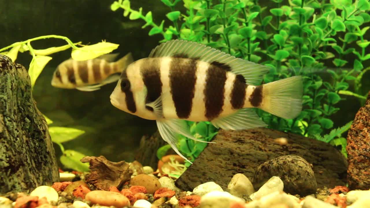 peces nadando en el acuario