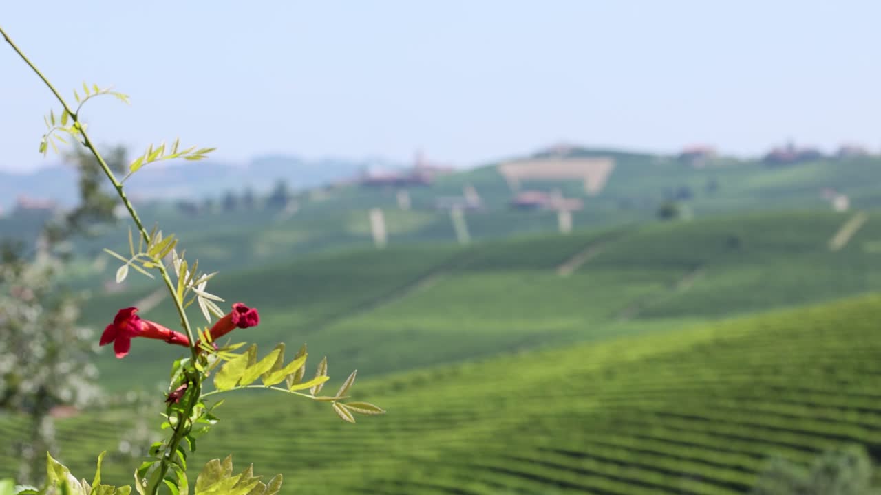 포도에서 꽃이 피는 식물, 토리노, 이탈리아