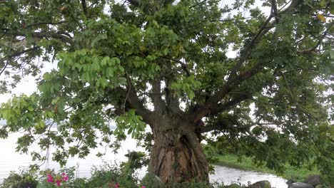 a large fig tree on the shores of lake victoria in africa