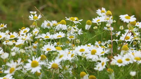 daisies swaying in a scottish field