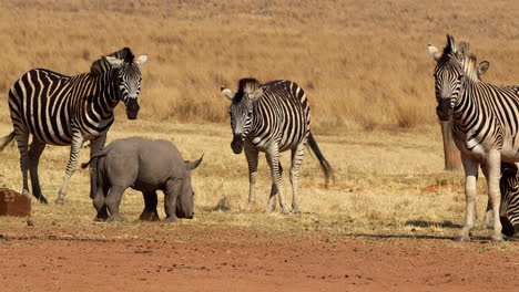 baby rhino and zebras on the african savanna