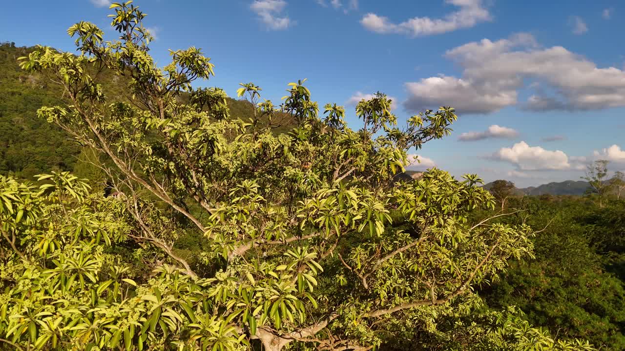 Drone percorre horizontalmente o dossel de uma árvore tropical vibrante, tendo um céu azul com montanhas como plano de fundo