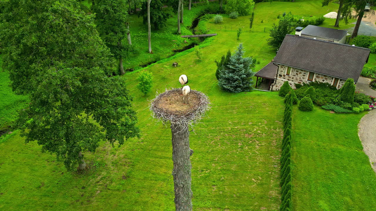 Stork pair perched in large nest on tall tree overlooking house in lush countryside setting