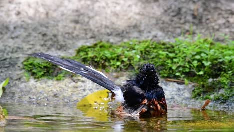 Shama-De-Rabadilla-Blanca-Bañándose-En-El-Bosque-Durante-Un-Día-Caluroso,-Copsychus-Malabaricus,-En-Cámara-Lenta