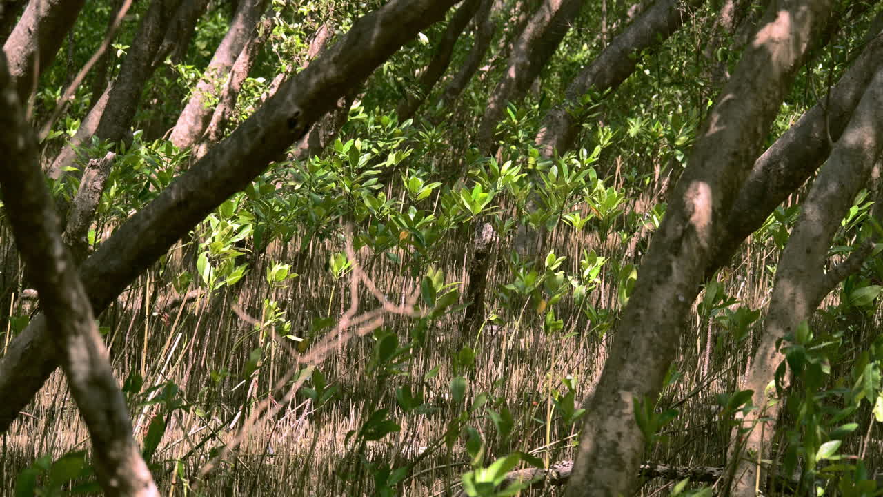bosques de manglares costeros humedales de agua salobre con rayos de sol asomando a través
