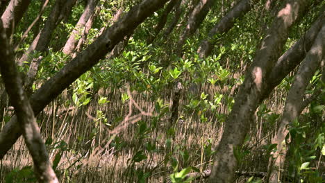 bosques de manglares costeros humedales de agua salobre con rayos de sol asomando a través