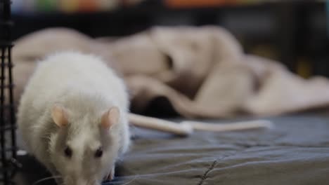 a curious pet rat gazing at the camera