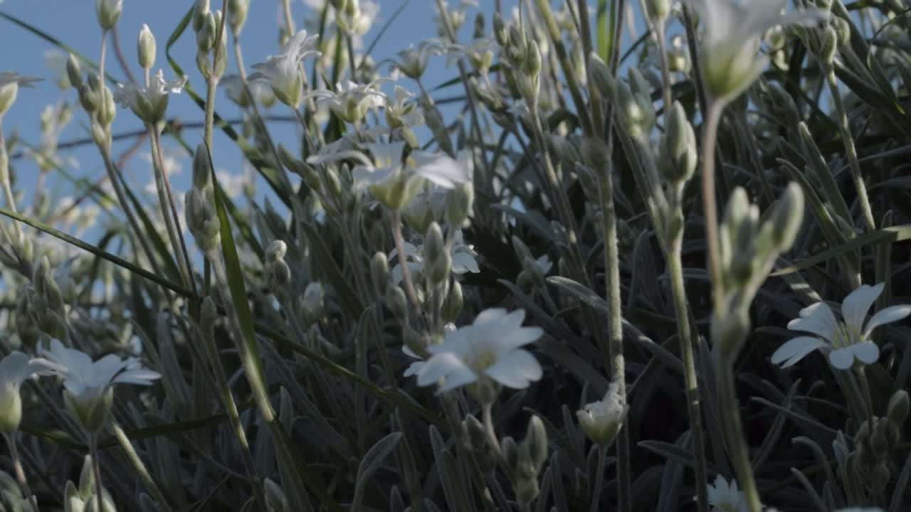 Small delicate white flowers growing against blue sky