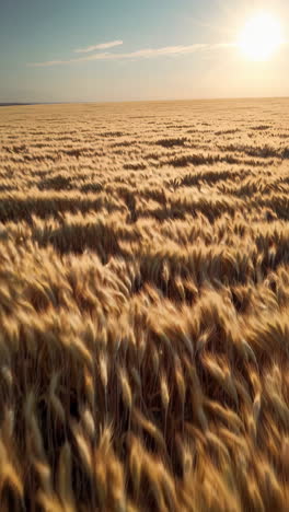 el campo de trigo dorado al atardecer