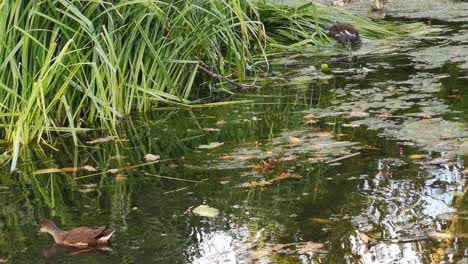 cinematic-video-of-old-and-wild-ducks-paddling-in-the-green-and-murky-water-in-the-south-of-england-on-a-wet-and-overcast-day