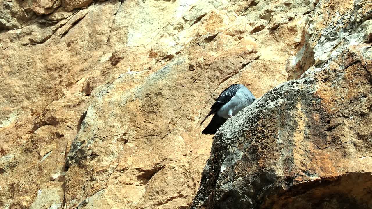 Piccione selvatico (Columba livia) in Spagna che si liscia le piume mentre è appollaiato su una parete rocciosa.
