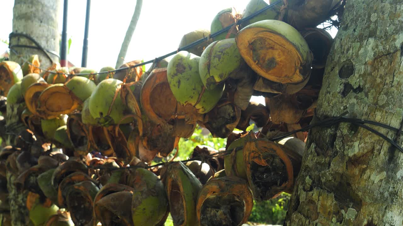 colgar cocos de bali indonesia en una granja de cocos unidos a cuerdas para el secado para el procesamiento posterior de las cáscaras de coco para la venta